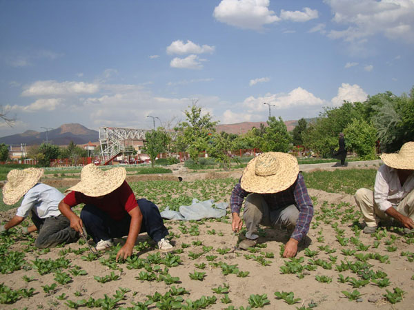 تبریز - کوچه باغ - باغ سبزی - باغات غرب تیریز